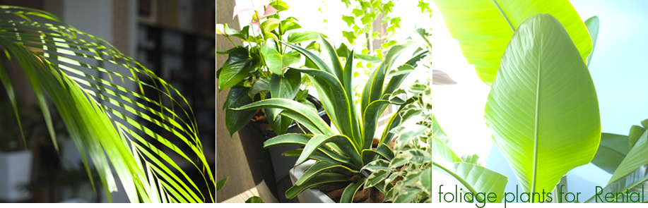 foliage plants for Rental